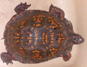 Eastern Box Turtle found at Jug Bay