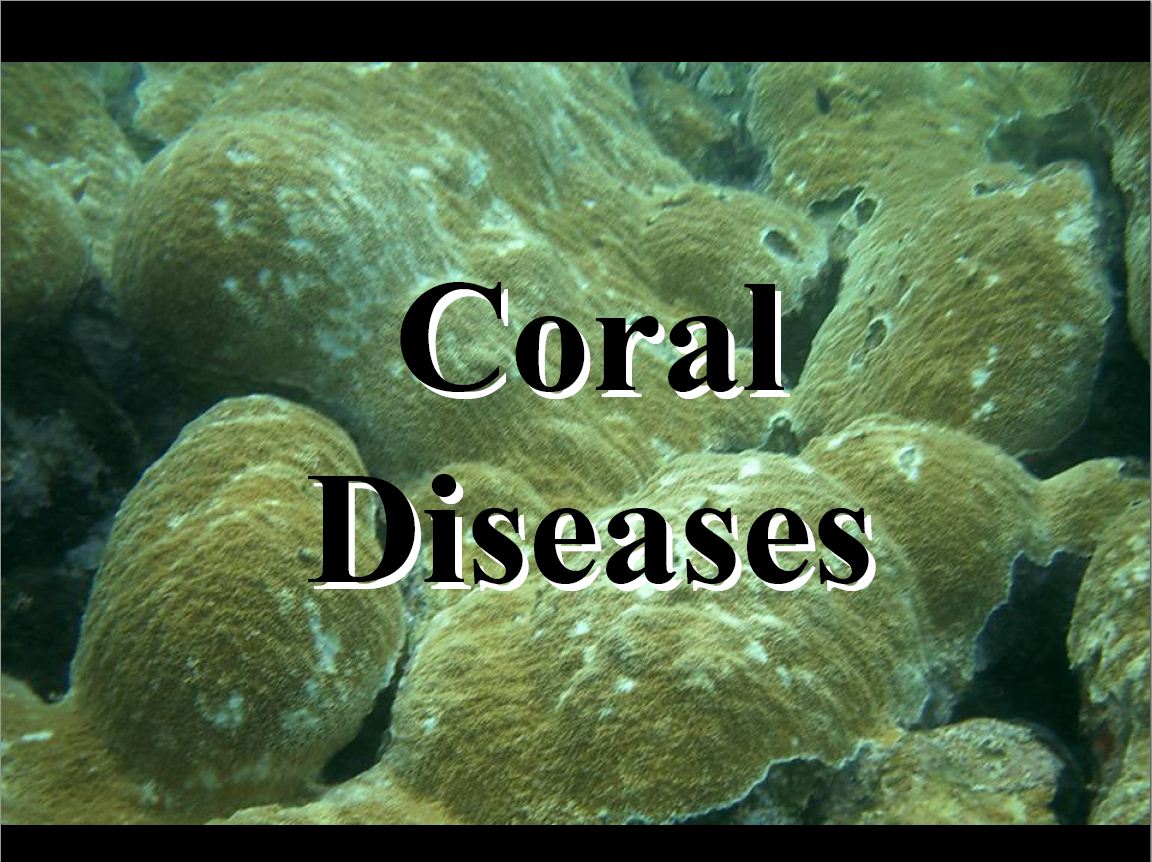 Coral Disease 2006 Lecture