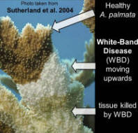 White-Band Disease (WBD) on Acropora palmata